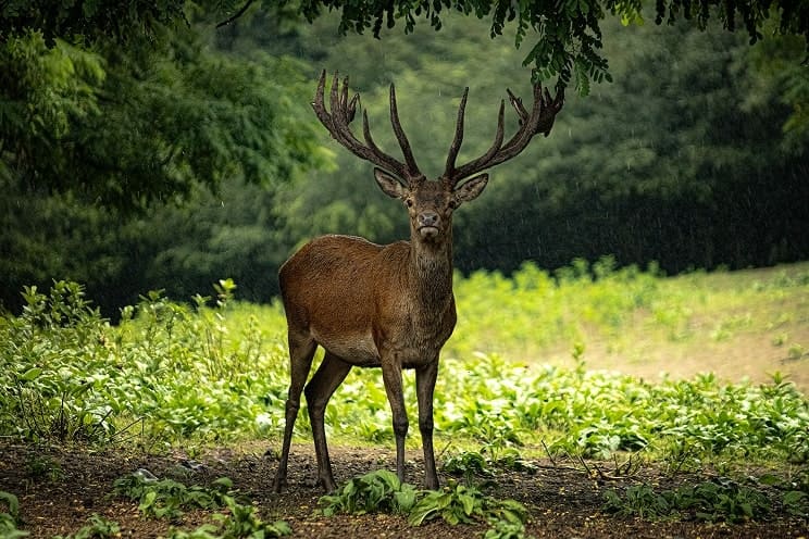 nagyvad vadászatok szervezése